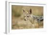 Jackal at Ngorongoro Conservation Area, Tanzania-null-Framed Photographic Print