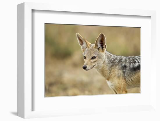 Jackal at Ngorongoro Conservation Area, Tanzania-null-Framed Photographic Print