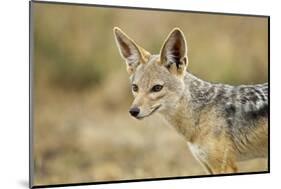 Jackal at Ngorongoro Conservation Area, Tanzania-null-Mounted Photographic Print