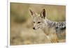 Jackal at Ngorongoro Conservation Area, Tanzania-null-Framed Photographic Print