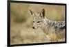 Jackal at Ngorongoro Conservation Area, Tanzania-null-Framed Photographic Print