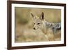 Jackal at Ngorongoro Conservation Area, Tanzania-null-Framed Photographic Print