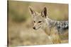 Jackal at Ngorongoro Conservation Area, Tanzania-null-Stretched Canvas