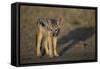 Jackal Pup-Paul Souders-Framed Stretched Canvas