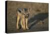 Jackal Pup-Paul Souders-Stretched Canvas