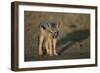 Jackal Pup-Paul Souders-Framed Premium Photographic Print