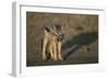 Jackal Pup-Paul Souders-Framed Premium Photographic Print