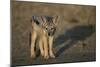 Jackal Pup-Paul Souders-Mounted Premium Photographic Print