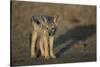 Jackal Pup-Paul Souders-Stretched Canvas