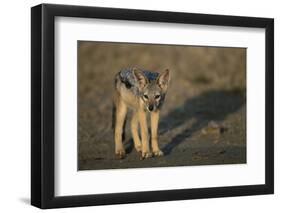 Jackal Pup-Paul Souders-Framed Premium Photographic Print