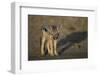 Jackal Pup-Paul Souders-Framed Premium Photographic Print