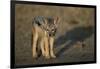 Jackal Pup-Paul Souders-Framed Photographic Print