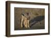 Jackal Pup-Paul Souders-Framed Photographic Print