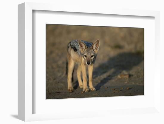 Jackal Pup-Paul Souders-Framed Photographic Print