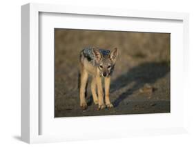 Jackal Pup-Paul Souders-Framed Photographic Print