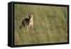 Jackal Standing on Savanna-Paul Souders-Framed Stretched Canvas