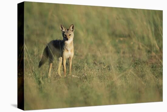 Jackal Standing on Savanna-Paul Souders-Stretched Canvas