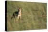 Jackal Standing on Savanna-Paul Souders-Stretched Canvas