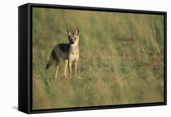 Jackal Standing on Savanna-Paul Souders-Framed Stretched Canvas