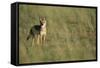 Jackal Standing on Savanna-Paul Souders-Framed Stretched Canvas