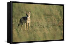 Jackal Standing on Savanna-Paul Souders-Framed Stretched Canvas