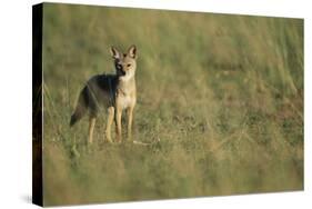 Jackal Standing on Savanna-Paul Souders-Stretched Canvas