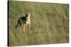 Jackal Standing on Savanna-Paul Souders-Stretched Canvas