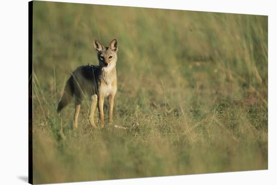 Jackal Standing on Savanna-Paul Souders-Stretched Canvas