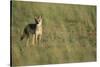 Jackal Standing on Savanna-Paul Souders-Stretched Canvas