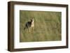 Jackal Standing on Savanna-Paul Souders-Framed Premium Photographic Print