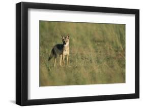 Jackal Standing on Savanna-Paul Souders-Framed Premium Photographic Print