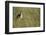 Jackal Standing on Savanna-Paul Souders-Framed Premium Photographic Print