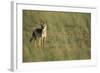 Jackal Standing on Savanna-Paul Souders-Framed Photographic Print