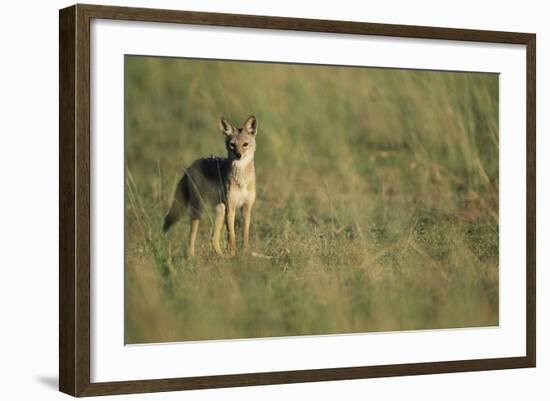 Jackal Standing on Savanna-Paul Souders-Framed Photographic Print