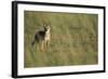 Jackal Standing on Savanna-Paul Souders-Framed Photographic Print