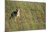 Jackal Standing on Savanna-Paul Souders-Mounted Photographic Print