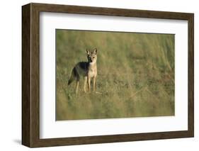 Jackal Standing on Savanna-Paul Souders-Framed Photographic Print