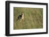 Jackal Standing on Savanna-Paul Souders-Framed Photographic Print