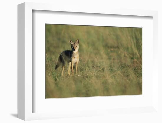 Jackal Standing on Savanna-Paul Souders-Framed Photographic Print