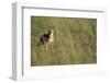 Jackal Standing on Savanna-Paul Souders-Framed Photographic Print