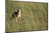 Jackal Standing on Savanna-Paul Souders-Mounted Photographic Print