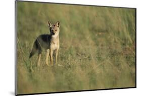 Jackal Standing on Savanna-Paul Souders-Mounted Photographic Print