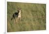 Jackal Standing on Savanna-Paul Souders-Framed Photographic Print