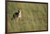 Jackal Standing on Savanna-Paul Souders-Framed Photographic Print