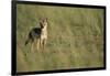 Jackal Standing on Savanna-Paul Souders-Framed Photographic Print