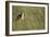 Jackal Standing on Savanna-Paul Souders-Framed Photographic Print