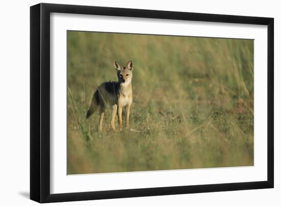 Jackal Standing on Savanna-Paul Souders-Framed Photographic Print