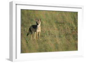 Jackal Standing on Savanna-Paul Souders-Framed Photographic Print