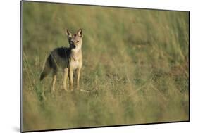 Jackal Standing on Savanna-Paul Souders-Mounted Photographic Print