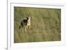 Jackal Standing on Savanna-Paul Souders-Framed Photographic Print